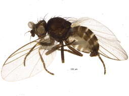 Chromatomyia periclymeni De Meijere 1924的圖片