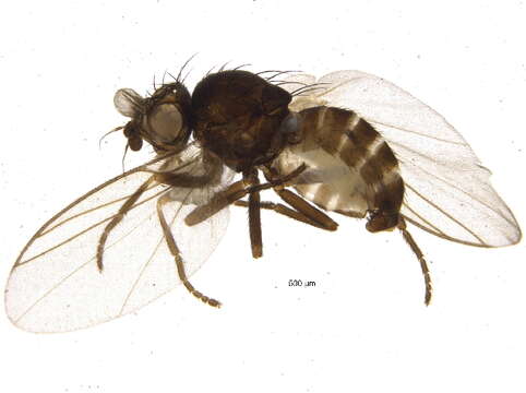 Chromatomyia periclymeni De Meijere 1924的圖片