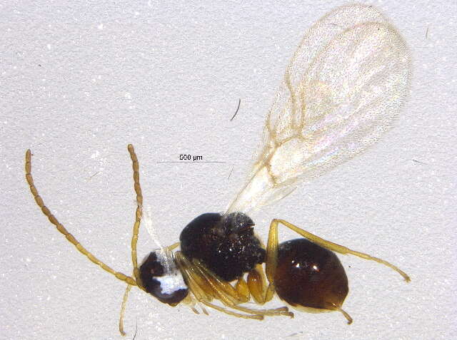 Image of <i>Alloxysta fulviceps</i>