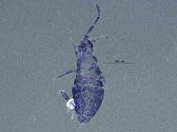 Image of Entomobrya