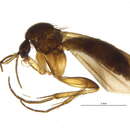 Image of Zygomyia pictipennis (Staeger 1840)