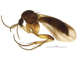 Image of Zygomyia pictipennis (Staeger 1840)