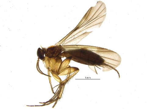 Image of Platurocypta