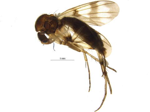 Image of Zygomyia