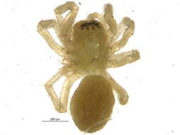 Image of Sisicus apertus (Holm 1939)