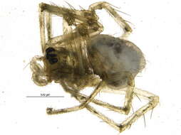 Image of Incestophantes