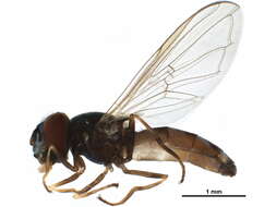 Image of Platycheirus confusus (Curran 1925)