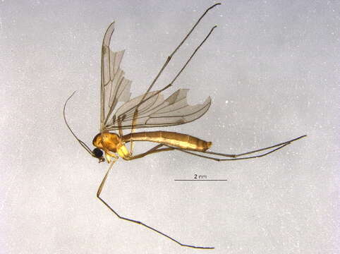 Image of Bolitophila