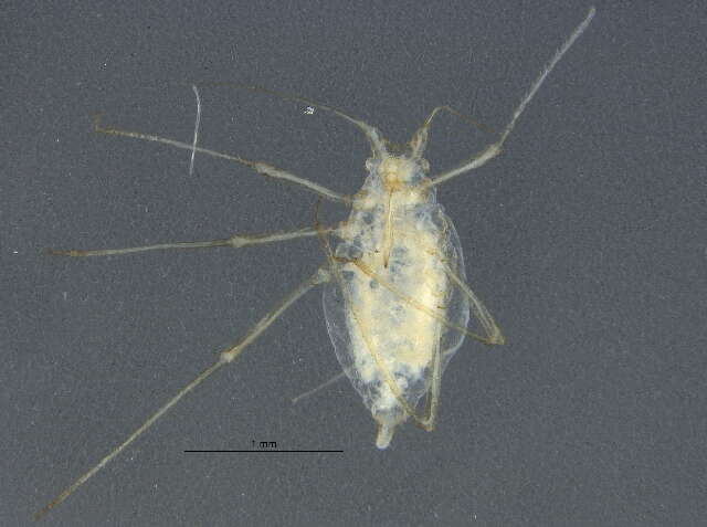 Image of <i>Acyrthosiphon assiniboinense</i>