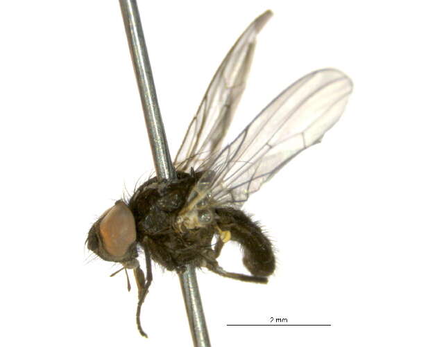 Sivun Botanophila rubrigena (Schnabl 1915) kuva