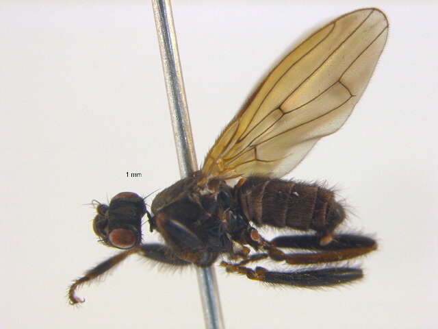 Image of Crumomyia pilosa Norrbom & Kim 1985