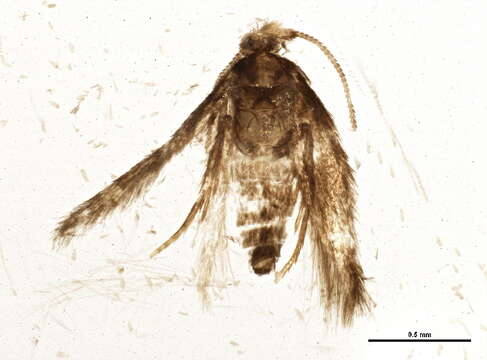 Imagem de Stigmella betulicola (Stainton 1856) Beirne 1945