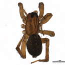 Image of Piratula insularis (Emerton 1885)