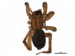 Image of Piratula insularis (Emerton 1885)