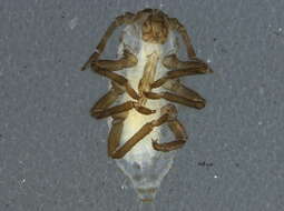Image of Symydobius (Symydobius) americanus Baker & A. C. 1918