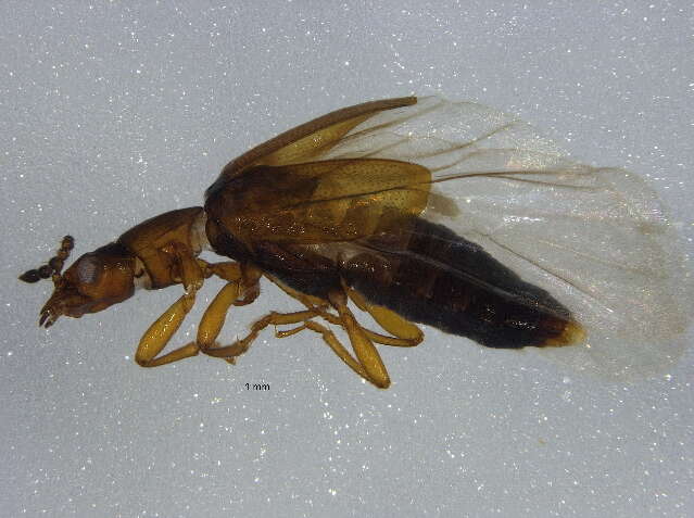 Image of Omaliinae