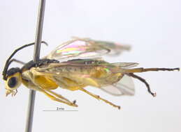 Image of Nematus poecilonotus