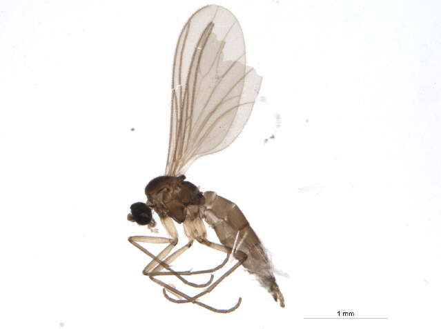 Image of Corynoptera blanda (Winnertz 1867)