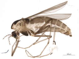 Image of Bryophaenocladius