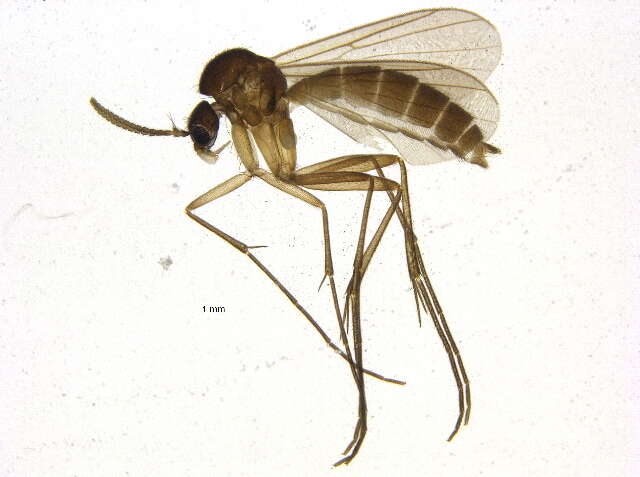 Image of Anatella