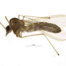 Image of Lasiodiamesa sphagnicola (Kieffer 1925)