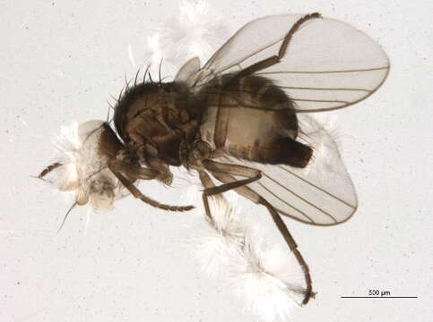 Image of Liriomyza helianthi Spencer 1981