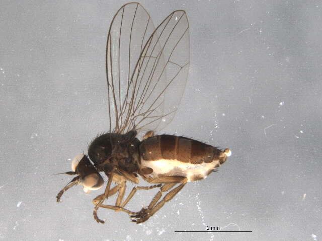 Image of flat-footed flies