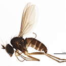 Image of Telmaturgus parvus (Van Duzee 1924)
