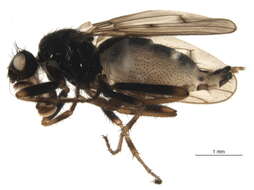 Image of Crumomyia