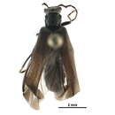 Image of <i>Dichelotarsus lygarius</i>