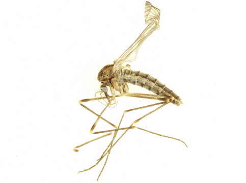 Image of phantom midges