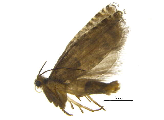 Image of Epinotia silvertoniensis Heinrich 1923