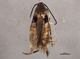 Image of Mompha terminella Westwood