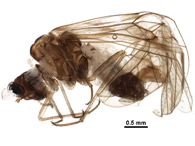 Image de Amphigerontia bifasciata (Latreille 1799)