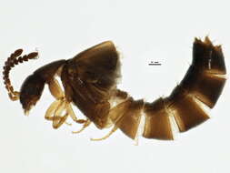 Image of Atheta (Dimetrota) capsularis Klimaszewski 2005