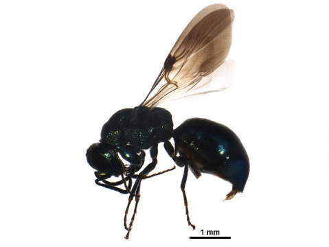 Image of Omalus aeneus