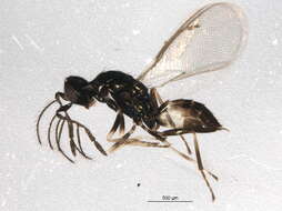 Eulophinae resmi