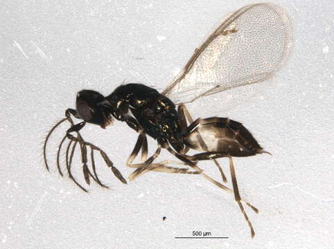 Image of Eulophinae