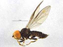 Image of Pipunculus horvathi Kertesz 1907