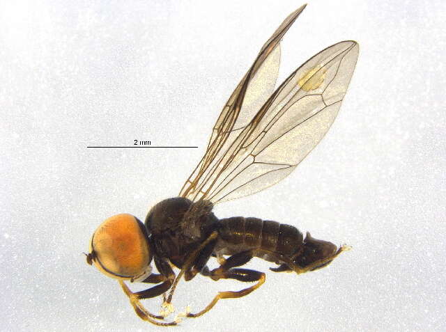 Image of Pipunculus horvathi Kertesz 1907