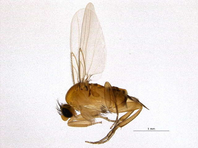 Image of Apocephalus borealis Brues 1924