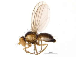 Image of Liriomyza fricki Spencer 1965