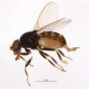 Image of Oscinellinae