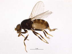 Image of Oscinellinae