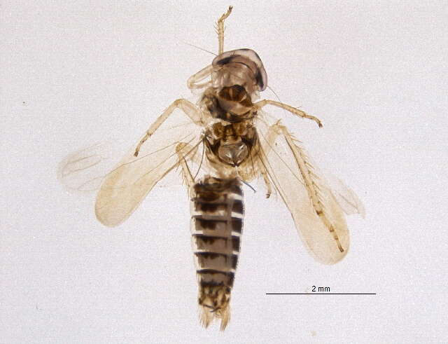 Image of Lemellus bimaculatus Gillette & Baker 1895