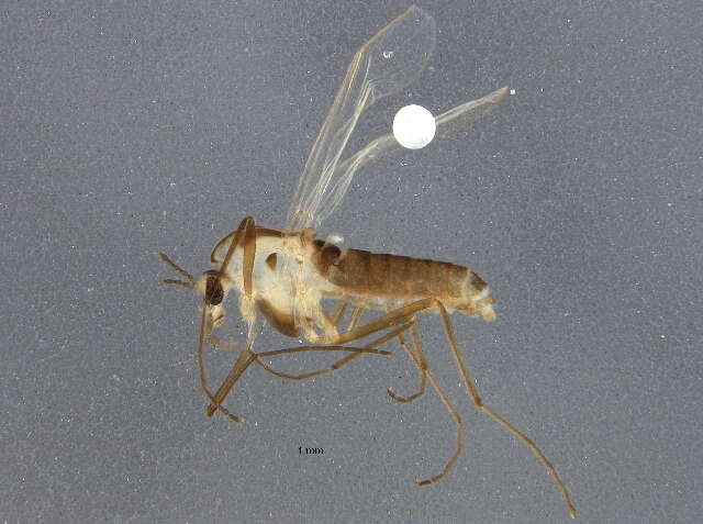 Image of Pseudorthocladius