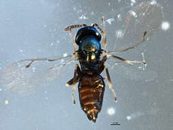 Image of perilampid wasps