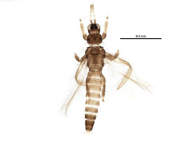 Thrips physapus Linnaeus 1758的圖片