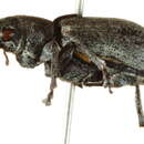 Image of <i>Sitona aquilonius</i>