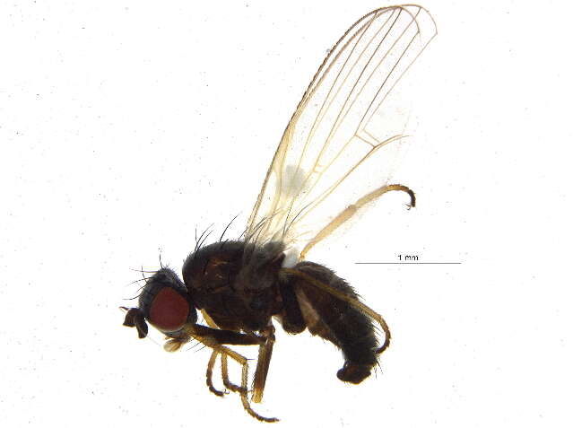 Image of Chamaemyia